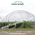 Multispan Tunnel Greenhouse for strawberry grape raspberry , Agricultural Green houses